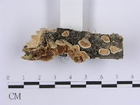 登錄號:F0015393藏品圖，第3張