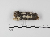登錄號:F0015395藏品圖，第1張