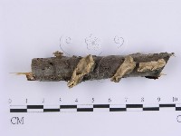 登錄號:F0015396藏品圖，第1張