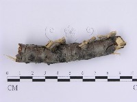 登錄號:F0015396藏品圖，第5張