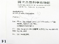 射脈菌屬藏品圖，第2張