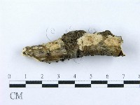 射脈菌屬藏品圖，第1張