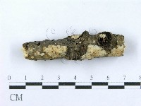 射脈菌屬藏品圖，第3張