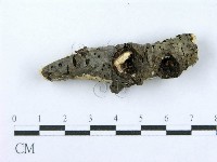 射脈菌屬藏品圖，第4張