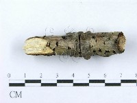 射脈菌屬藏品圖，第5張