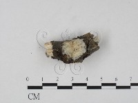 登錄號:F0015402藏品圖，第3張