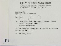 銳孔菌屬藏品圖，第2張