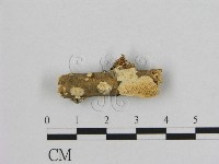 銳孔菌屬藏品圖，第1張