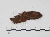 登錄號:F0015406藏品圖，第1張