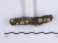 登錄號:F0015408藏品圖，第4張