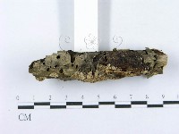 射脈菌屬藏品圖，第3張