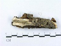 射脈菌屬藏品圖，第4張