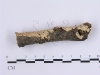 登錄號:F0015411藏品圖，第3張