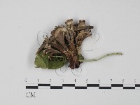革菌屬藏品圖，第1張
