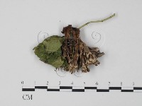 革菌屬藏品圖，第3張