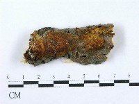 射脈菌屬藏品圖，第1張