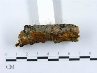 射脈菌屬藏品圖，第3張