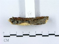 射脈菌屬藏品圖，第5張