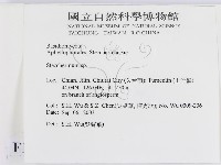 齒耳菌屬藏品圖，第2張