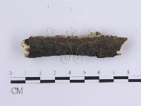 齒耳菌屬藏品圖，第4張