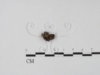 登錄號:F0015427藏品圖，第1張