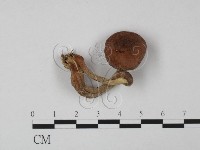 登錄號:F0015430藏品圖，第1張