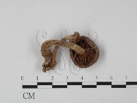 登錄號:F0015430藏品圖，第3張