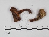 登錄號:F0015431藏品圖，第1張