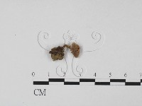 登錄號:F0015432藏品圖，第1張
