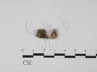 登錄號:F0015432藏品圖，第3張