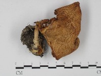 登錄號:F0015433藏品圖，第1張