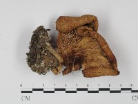 登錄號:F0015433藏品圖，第3張