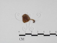 登錄號:F0015434藏品圖，第1張