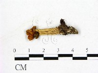 登錄號:F0015435藏品圖，第1張