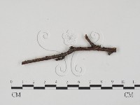 登錄號:F0015436藏品圖，第1張