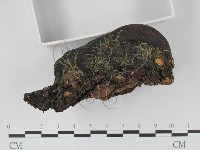 登錄號:F0015438藏品圖，第3張