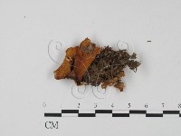 登錄號:F0015442藏品圖，第1張