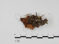 登錄號:F0015442藏品圖，第3張