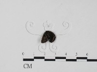 登錄號:F0015444藏品圖，第1張