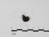 登錄號:F0015444藏品圖，第3張