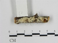 登錄號:F0015450藏品圖，第1張