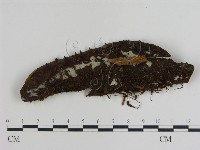 登錄號:F0015456藏品圖，第1張