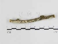 登錄號:F0015460藏品圖，第1張
