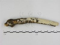 登錄號:F0015462藏品圖，第1張