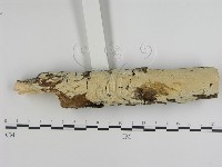 登錄號:F0015464藏品圖，第1張