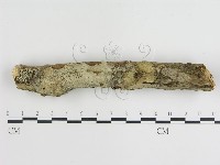 登錄號:F0015473藏品圖，第3張