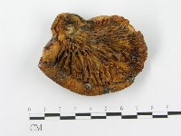 登錄號:F0015477藏品圖，第1張