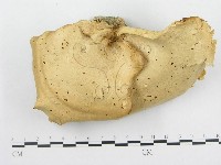多孔菌屬藏品圖，第3張