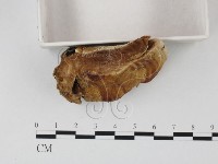 登錄號:F0015479藏品圖，第4張