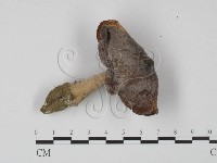登錄號:F0015481藏品圖，第3張